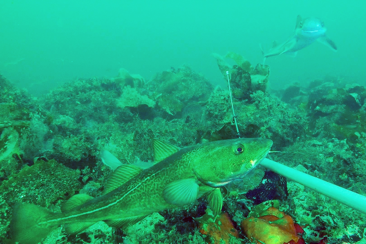 Undervattensbild med en torsk i förgrunden och en pigghaj i bakgrunden