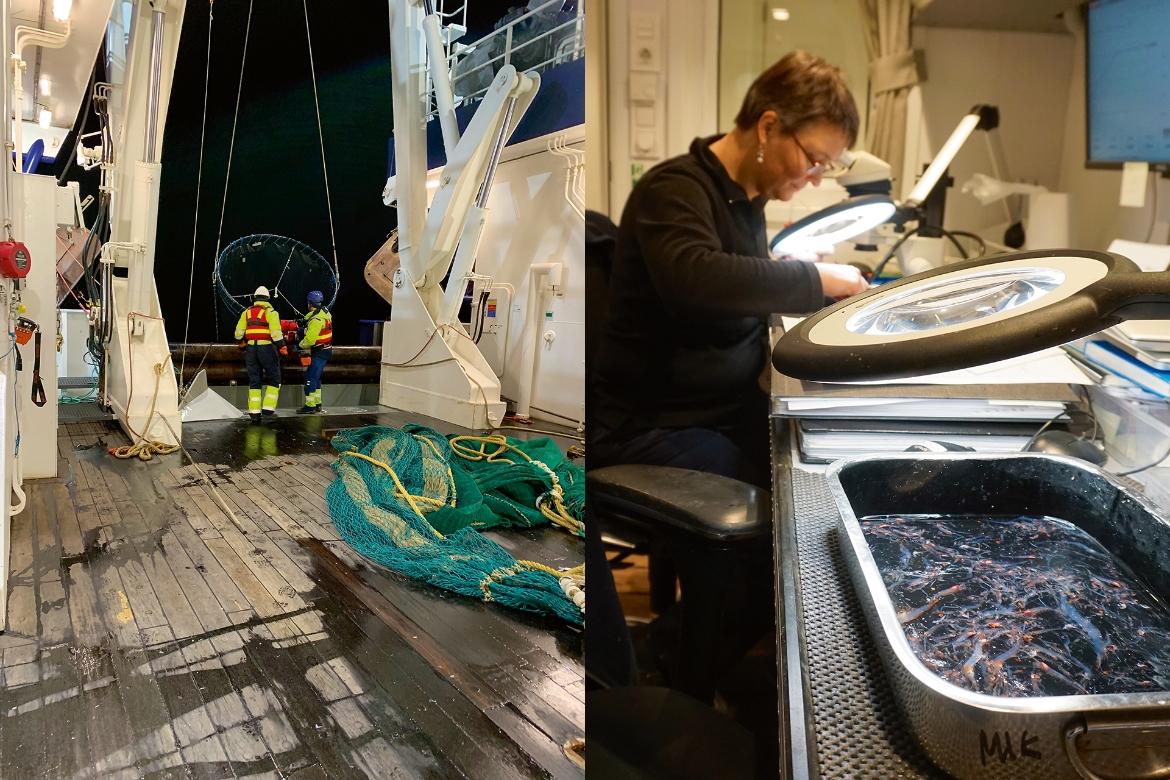 två bilder, en från fartygsdäck där en trål hanteras och en från laboratorium där en person undersöker en vanna med djur.