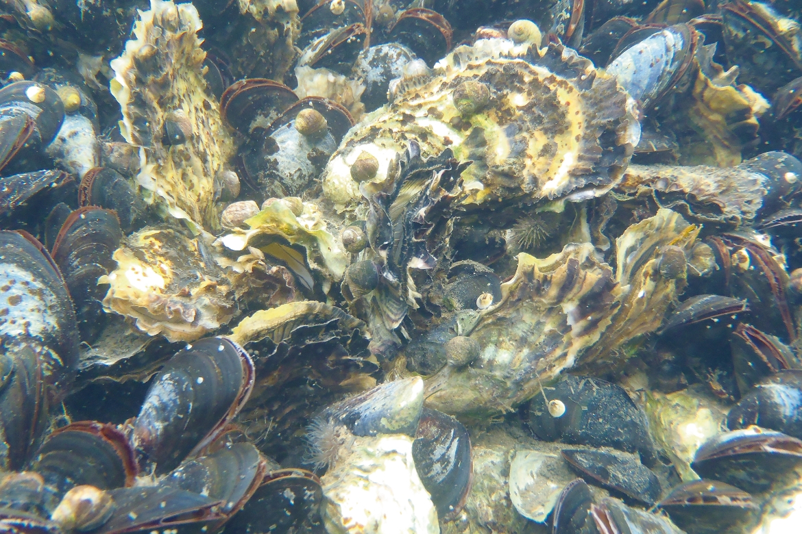 Undervattensbild där man ser stillahavsostron, blåmusslor och snäckor
