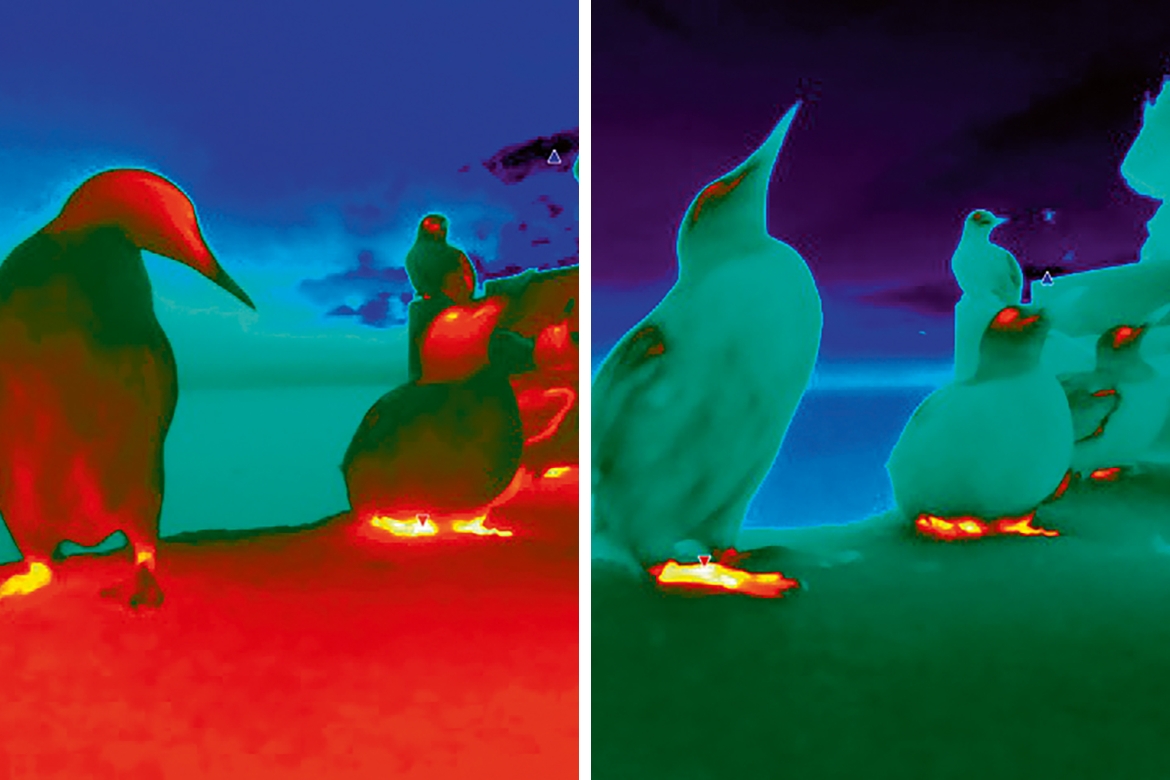Bild tagen med värmekamera där man ser hur fåglarna har olika temperaturer