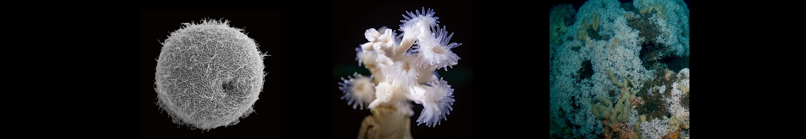 En larv som ser ut som en boll, en liten koloni av koraller och ett rev.