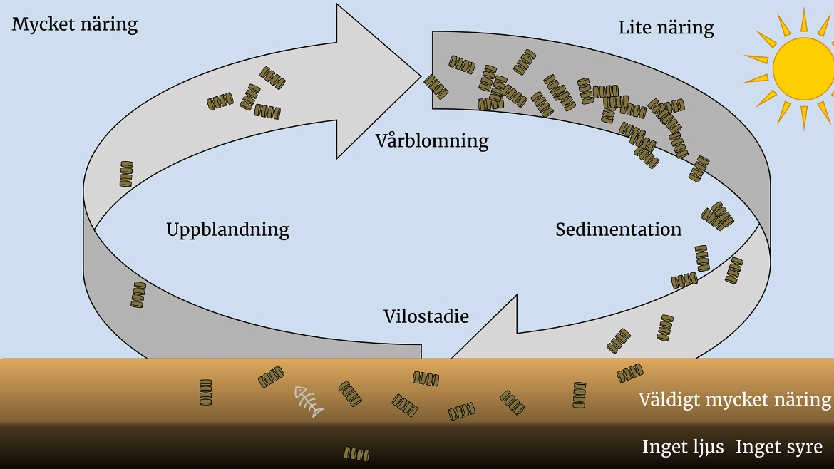 schematisk bild över hur kiselalgers vilostadier sedimenterar och sedan blandas upp i vattnet.