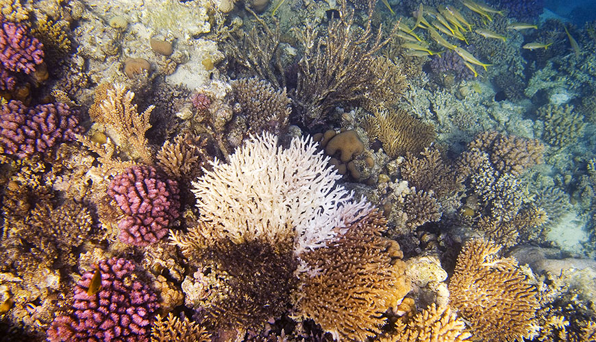 Bild Hälften av världens korallrev borta