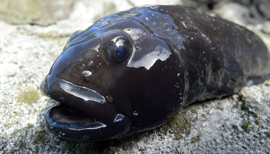 Bild Invasiv fisk kan spridas från hav till sjöar