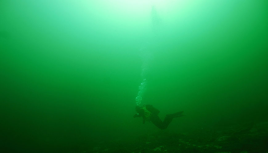 Bild Småhuvudvalen - en mästare på att hålla andan