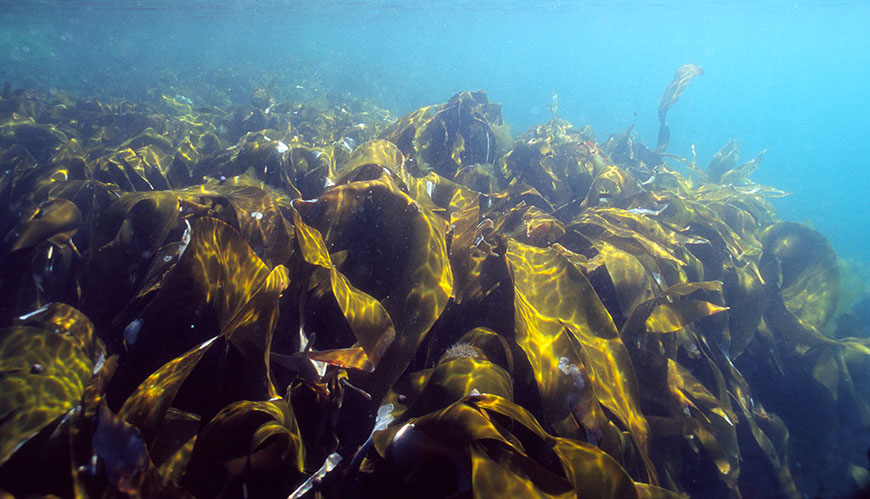 Bild Urgamla kelpskogar i Stilla havet