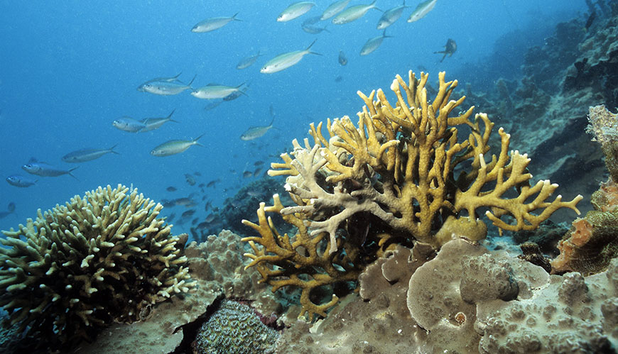 Bild Korallers värmetålighet mäts