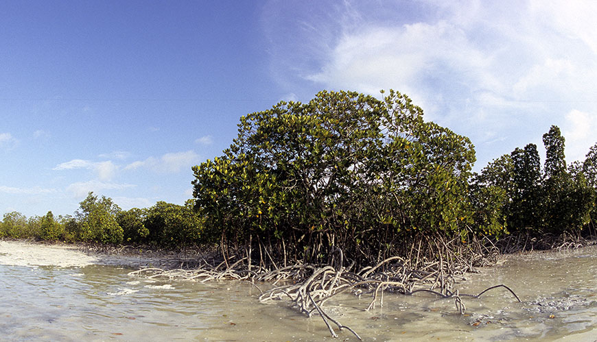 Artikelbild Mönster för utbredning av fisklarver och djurplankton i havslandskap av mangrove och sjögräs i Östafrika