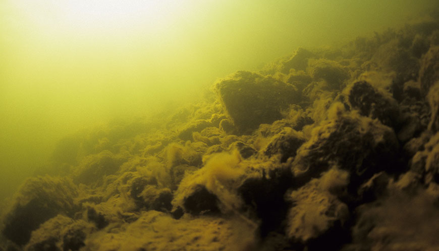 Bild Mikrobentos under tryck: Inverkan av mänskliga aktiviteter på bakterier och meiofaunasamhällen i Östersjöns mjuka sediment