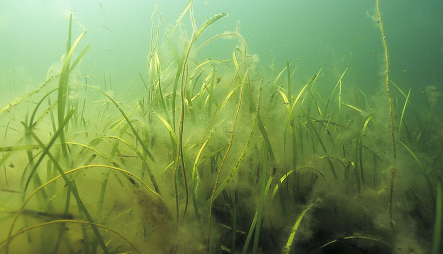 Bild Sjögräs ska skydda kusten mot stigande hav