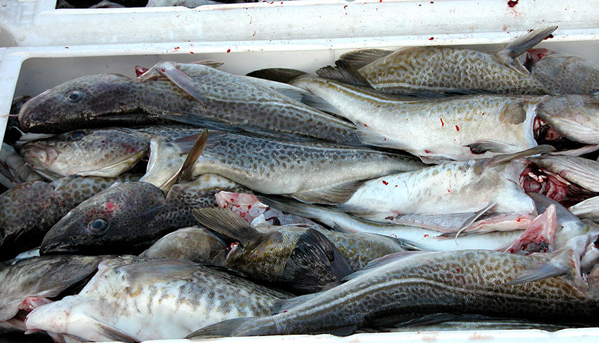 Bild Kraftigt minskade fiskekvoter för torsk och sill i Östersjön