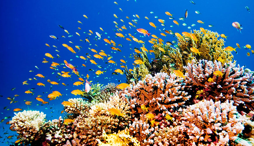Korallrev i tropiska havsområden är ett av världens artrikaste ekosystem.