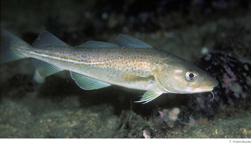 Bild Rumslig och tidsmässig dynamik hos bottenlevande fisk i Östersjön 