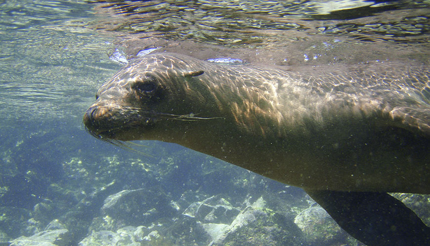 Bild Mer skydd för Galapagos