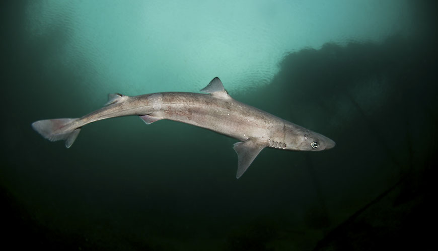 Artikelbild Förekomst av hajar, rockor och havsmus i Nordsjön - och fångster i svenskt fiske 
