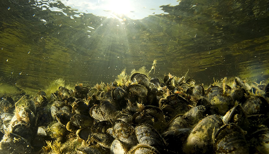 Bild Mysteriet med de försvunna musslorna ska lösas