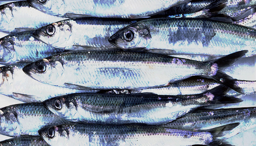 Bild Miljöorganisationer tar strid mot strömmingsfisket
