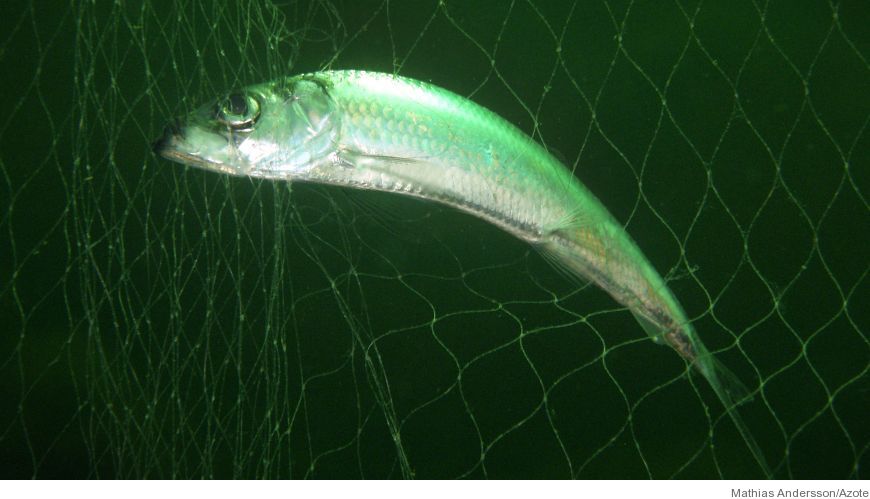 Bild Strömmingsfiske tappar MSC-märkning
