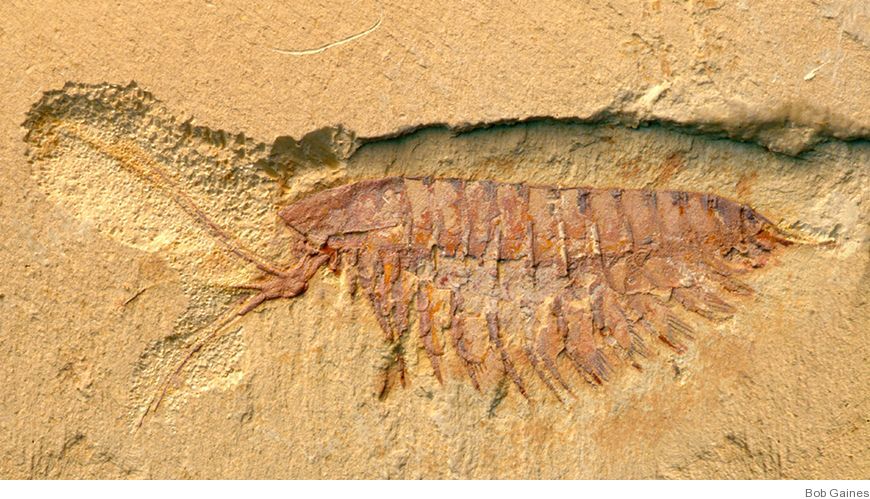 Bild Exceptionellt välbevarade djurfossiler: betydelse för palaeobiologi och taphonomi