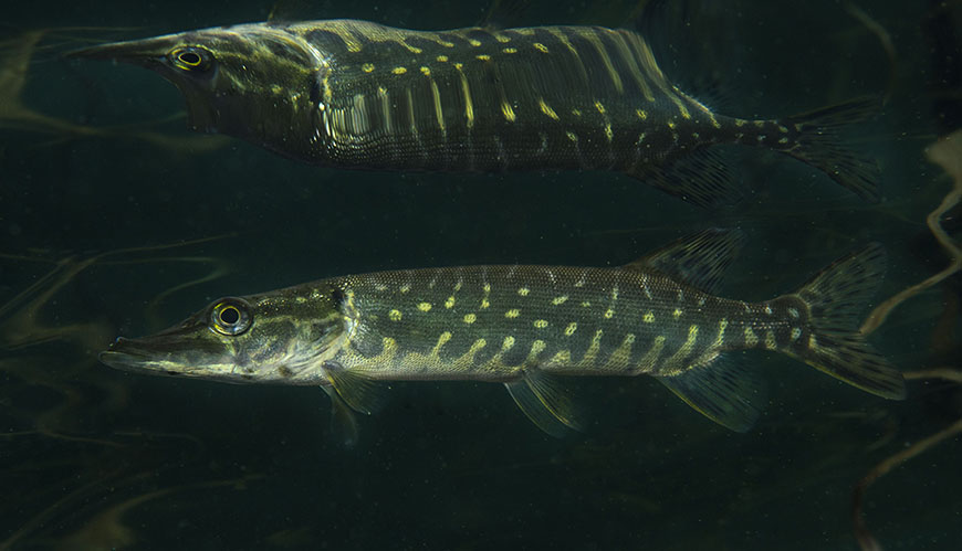 Bild Inomartsvariation hos gädda i Östersjön och nya rön om hur fiskar reglerar temperaturen