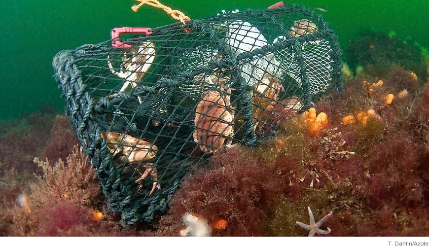 Bild Fiskereturen återvinner över 100 ton fiskeredskap