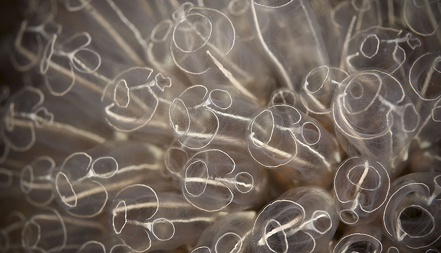Klubbsjöpungen lever i kolonier på grunda eller lite djupare klipp- och stenbottnar.  Precis som andra sjöpungar  filtrerar den i sig födan, som består av plankton och annat organiskt material.