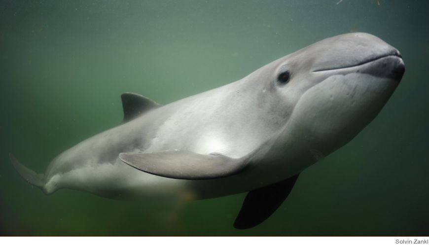 Bild Plast i magen på tumlare och säl