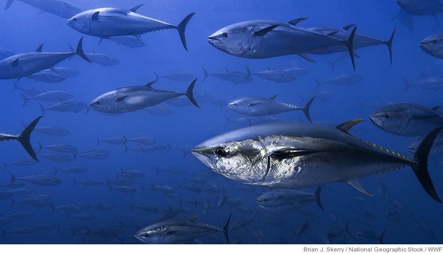 Bild Återhämtning för tonfiskar – men inte för hajar