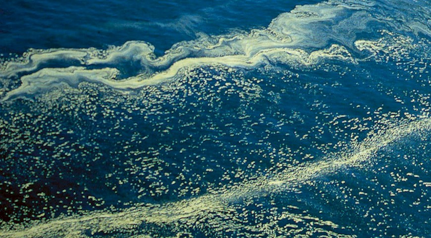 Bild Cyanobakterier i Östersjön