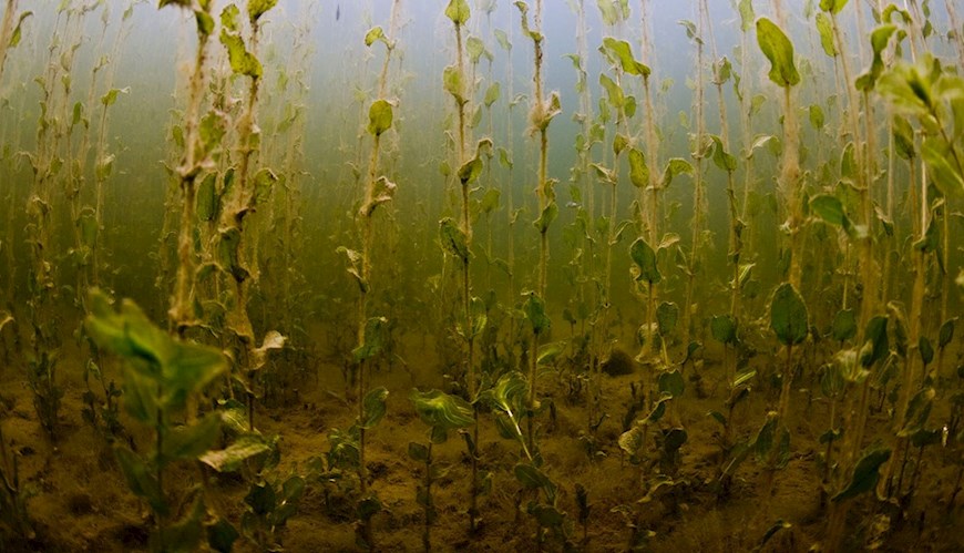 Bild Vattenvegetation i kustnära ekosystem: Betydelsen av biotiska interaktioner och miljöförändringar för ekosystemets funktion och motståndskraft i Östersjön