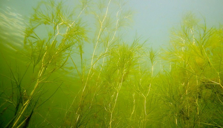 Bild Viktigt med rikt växtliv under ytan