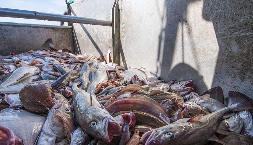 Bild Fiskars dödskamp på trålare ska undersökas