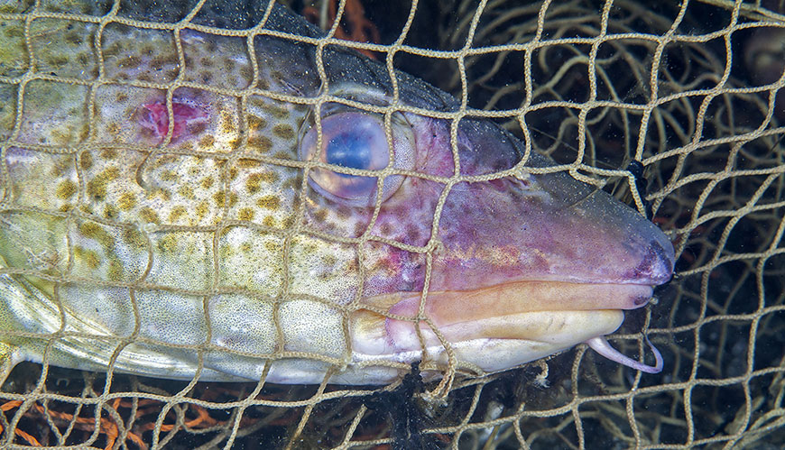 Bild Förlorade fiskeredskap samlas in
