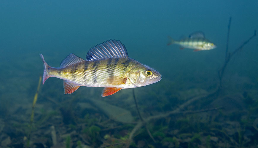 Bild Varmare och brunare vatten - fiskars respons varierar beroende på storlek, kön och art
