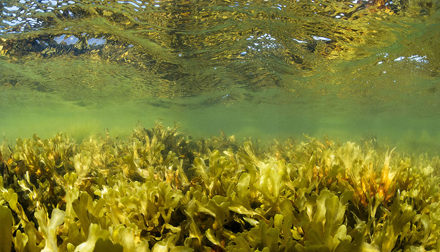 Bild Funktionell och strukturell karaktärisering av interaktioner mellan alger och bakterier utsatta för miljöförändringar