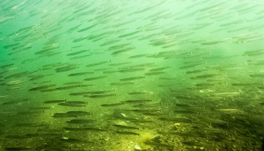 Bild eDNA kan hjälpa oss att räkna fisk i havet