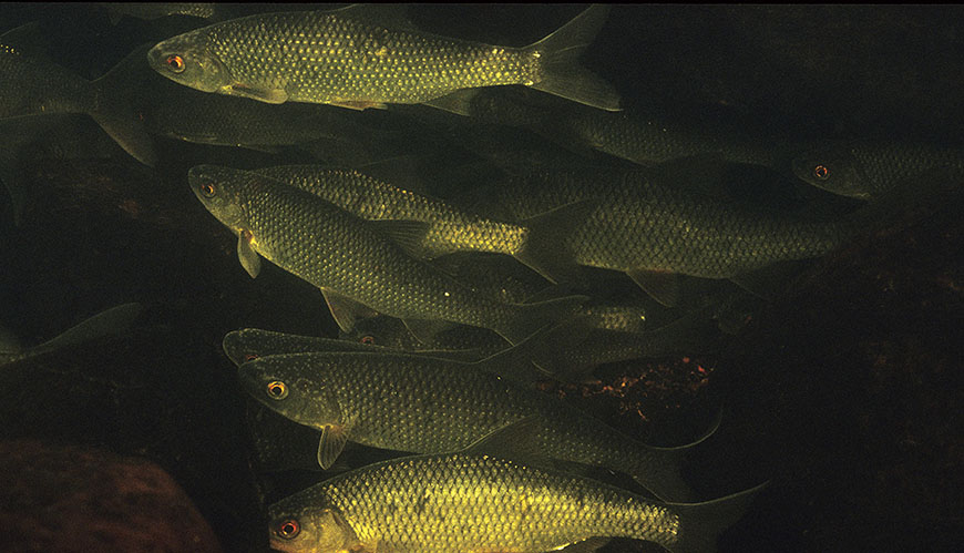 Artikelbild Karpfiskar som föda - utvärdering av miljögifter och effekter av fiske på ekosystemet