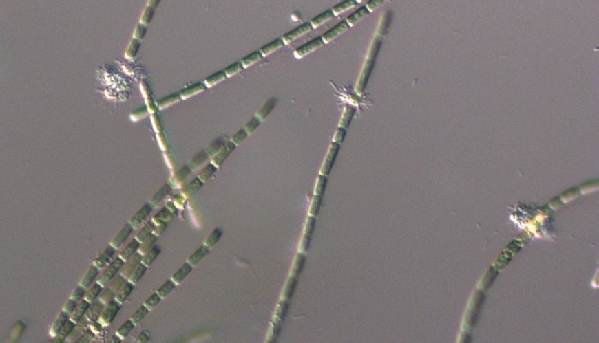 Bild Cyanobakteriernas roll i Östersjön