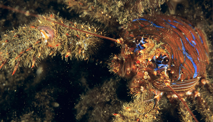Bild EU tar krafttag för biologisk mångfald