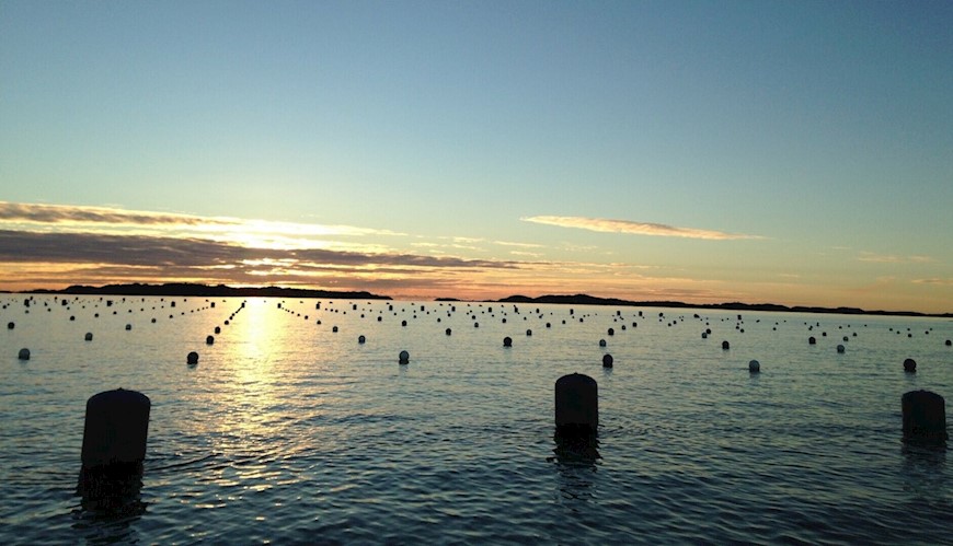 Bild Algodling i Sverige - ett hållbart vattenbruk 
