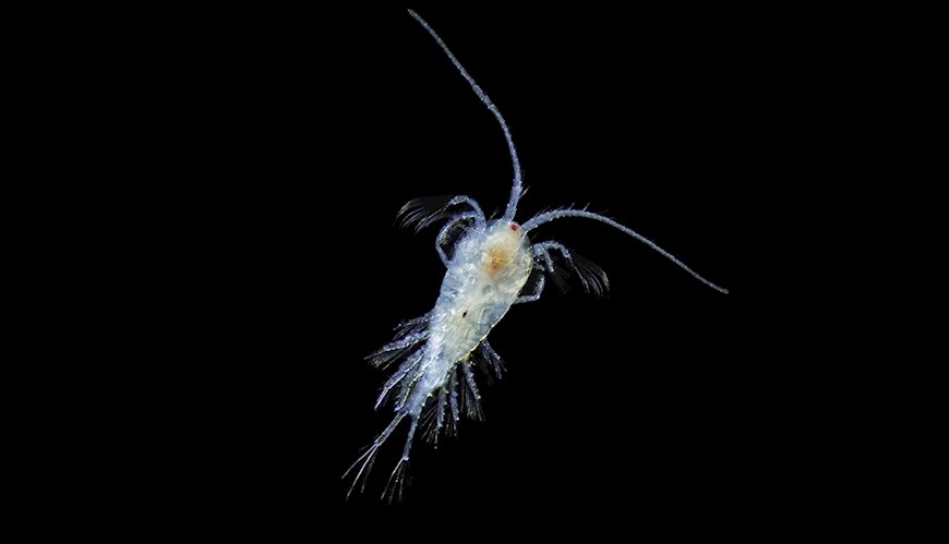 Bild Ekologisk nischdynamik, lärdomar från plankton