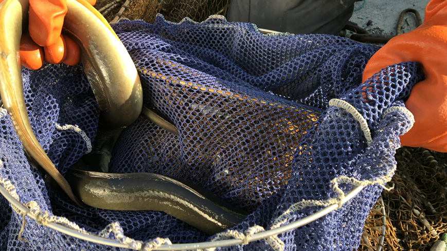 Bild Olagligt ålfiske minskar – störs ut med hjälp av drönare