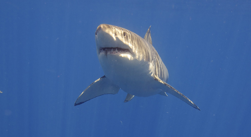 Bild 100 miljoner år av makroevolution hos hajar: En djupdykning i tändernas utseende och mångfald 