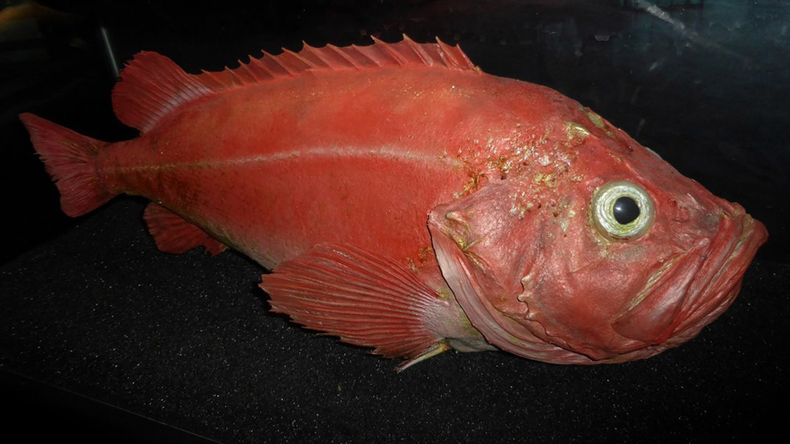 Bild Kungsfiskens DNA förklarar extrem livslängd