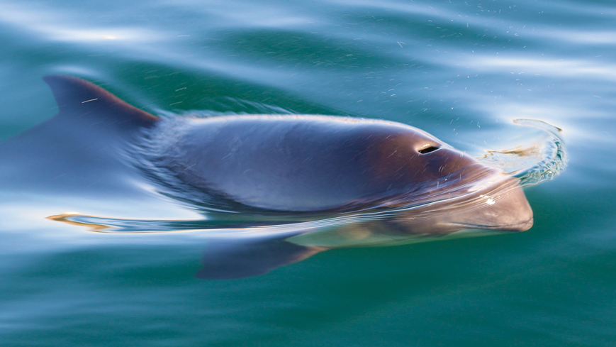 Artikelbild Östersjöns tumlare
