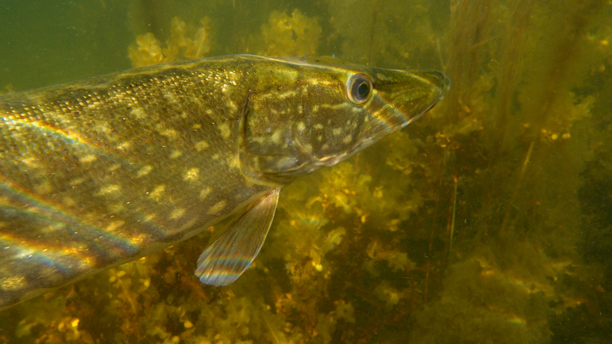 Bild Fiskefria områden ger fler och större fiskar
