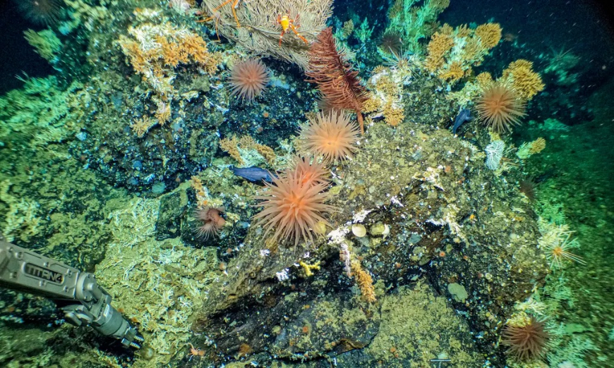 Bild Orörda djuphavsrev hittade vid Galapagos