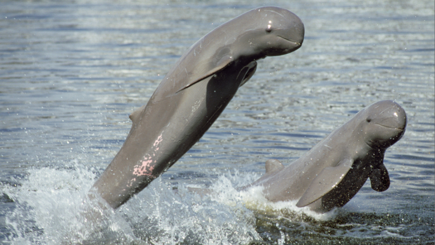 Bild Räddningsplan för floddelfinerna