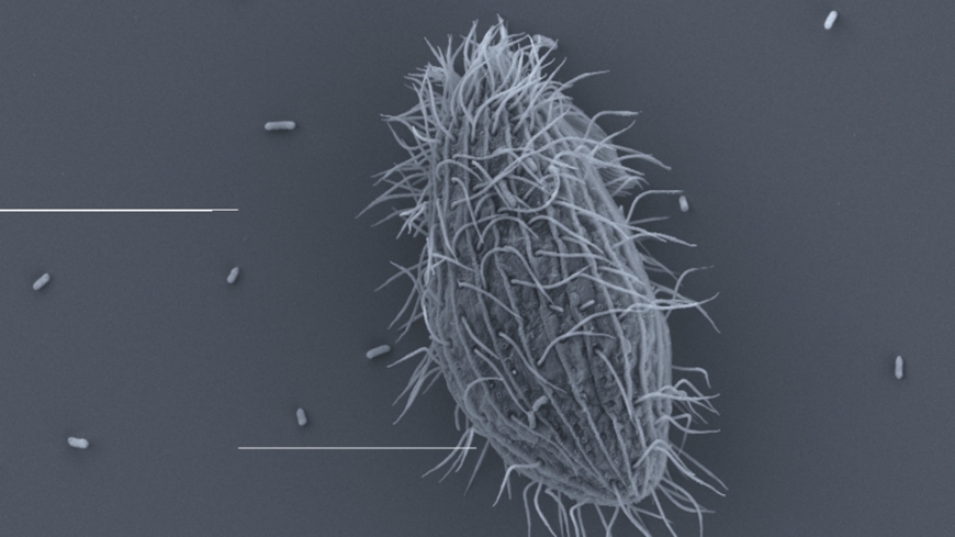 Bild Bakterier som undkommer predation: Vattenlevande patogener och deras släktingar