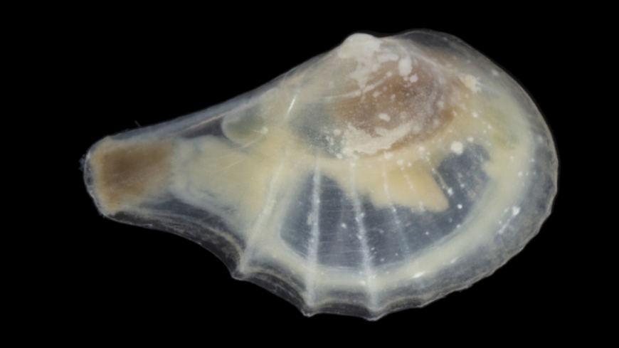 Bild  Försvunnen mussla hittad efter 30 år